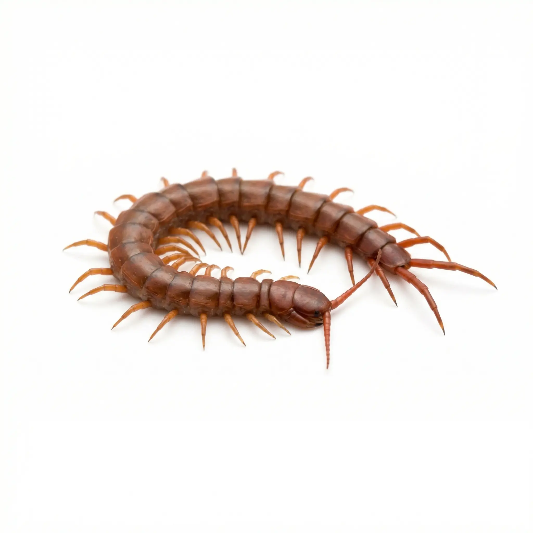 Centipedes pest control service - SureWay Pest Control