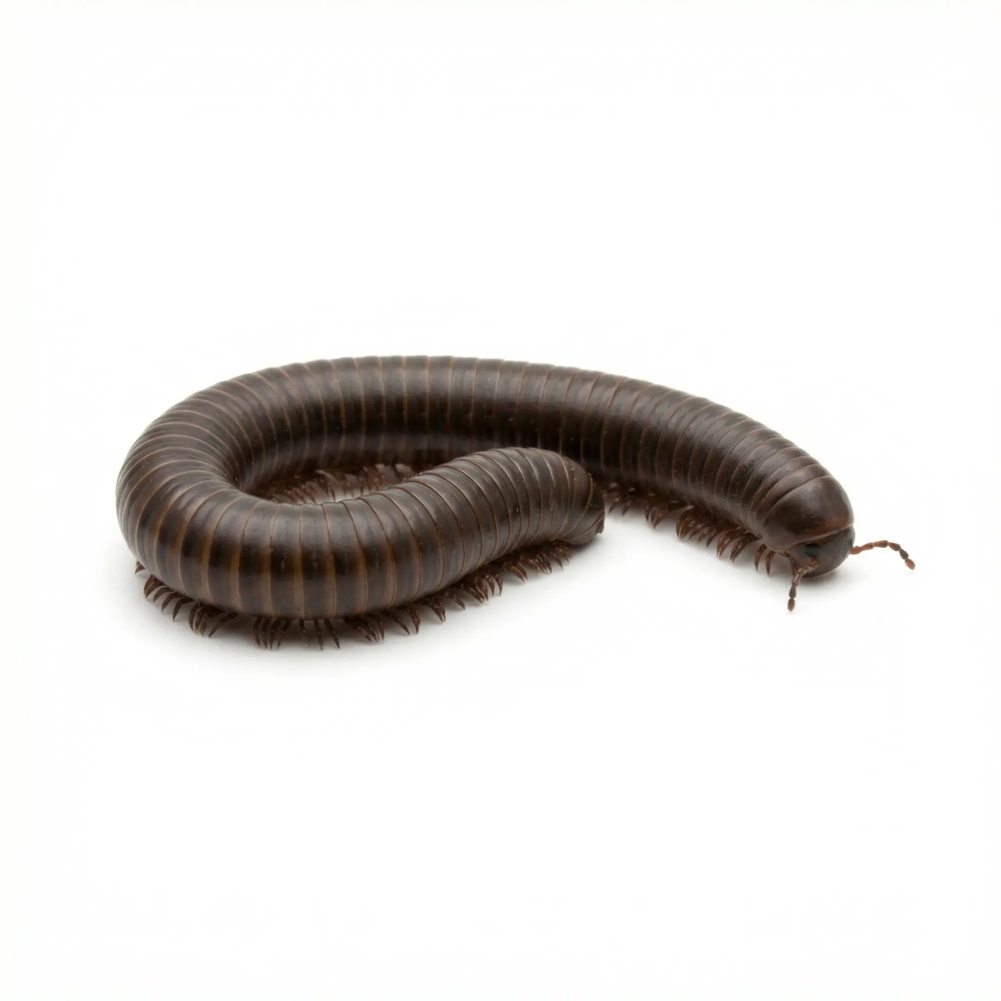 Millipedes pest control service - SureWay Pest Control