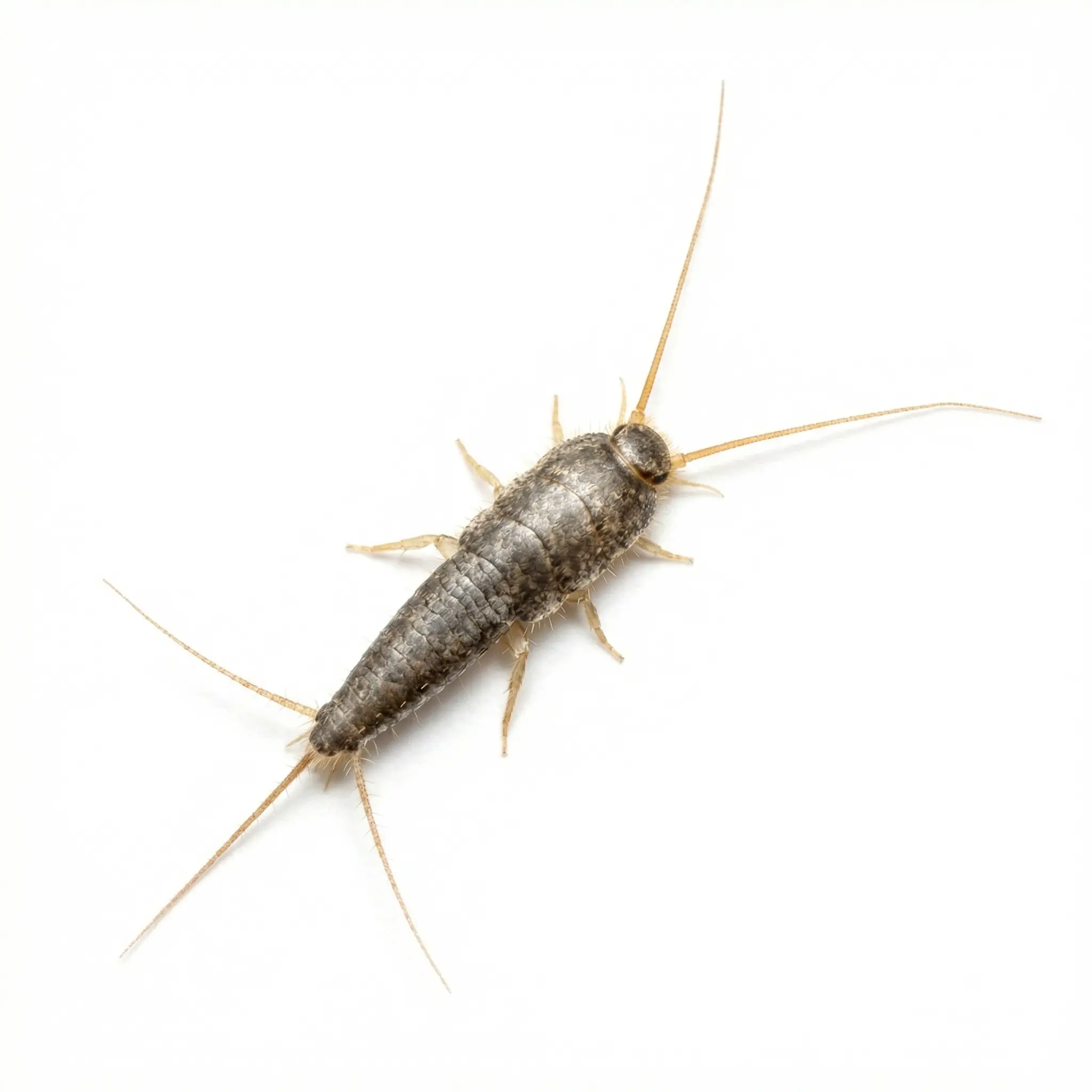 Silverfish pest control service - SureWay Pest Control